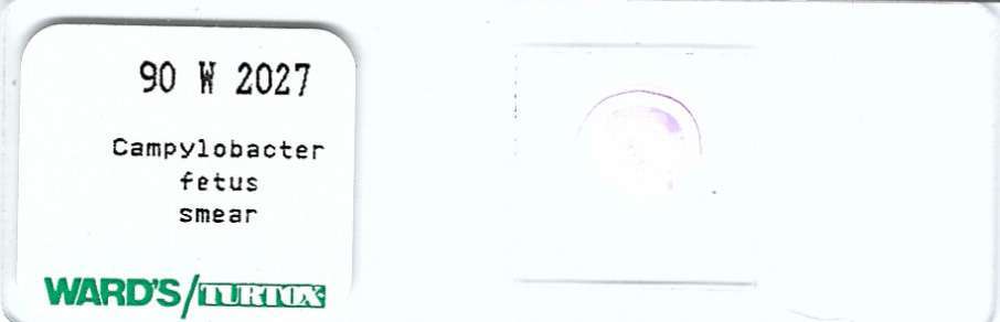 Campylobacter fetus Smear Microscope Slide