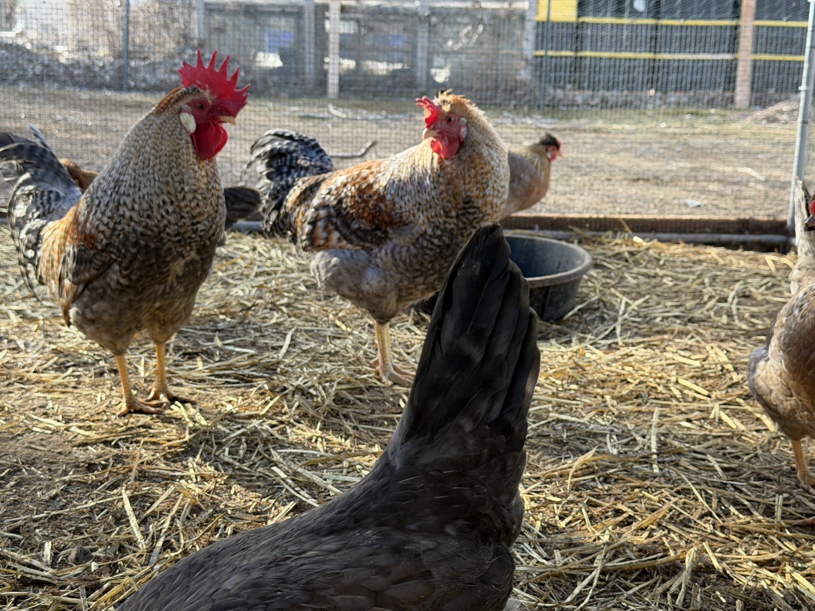 12 + Crested Cream Legbar Purebred Blue Fertilized Hatching Eggs NPIP and AI