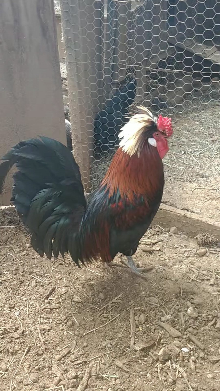 6 Fancy & Rare Breed Chicken Hatching Eggs