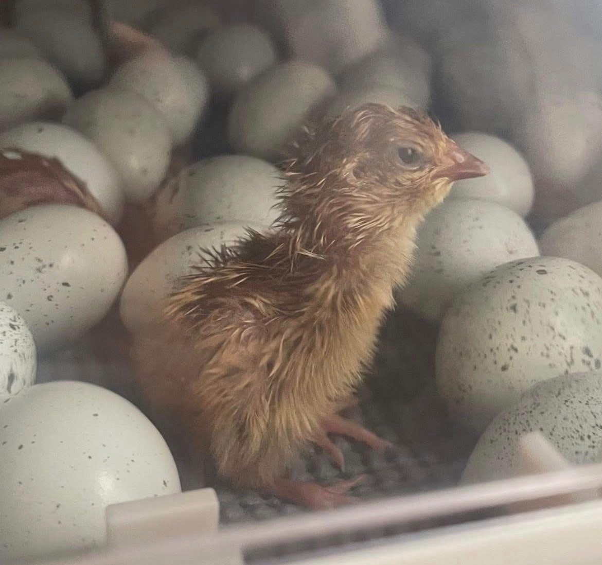 20 Rare JUMBO Celadon quail hatching eggs NPIP Tested