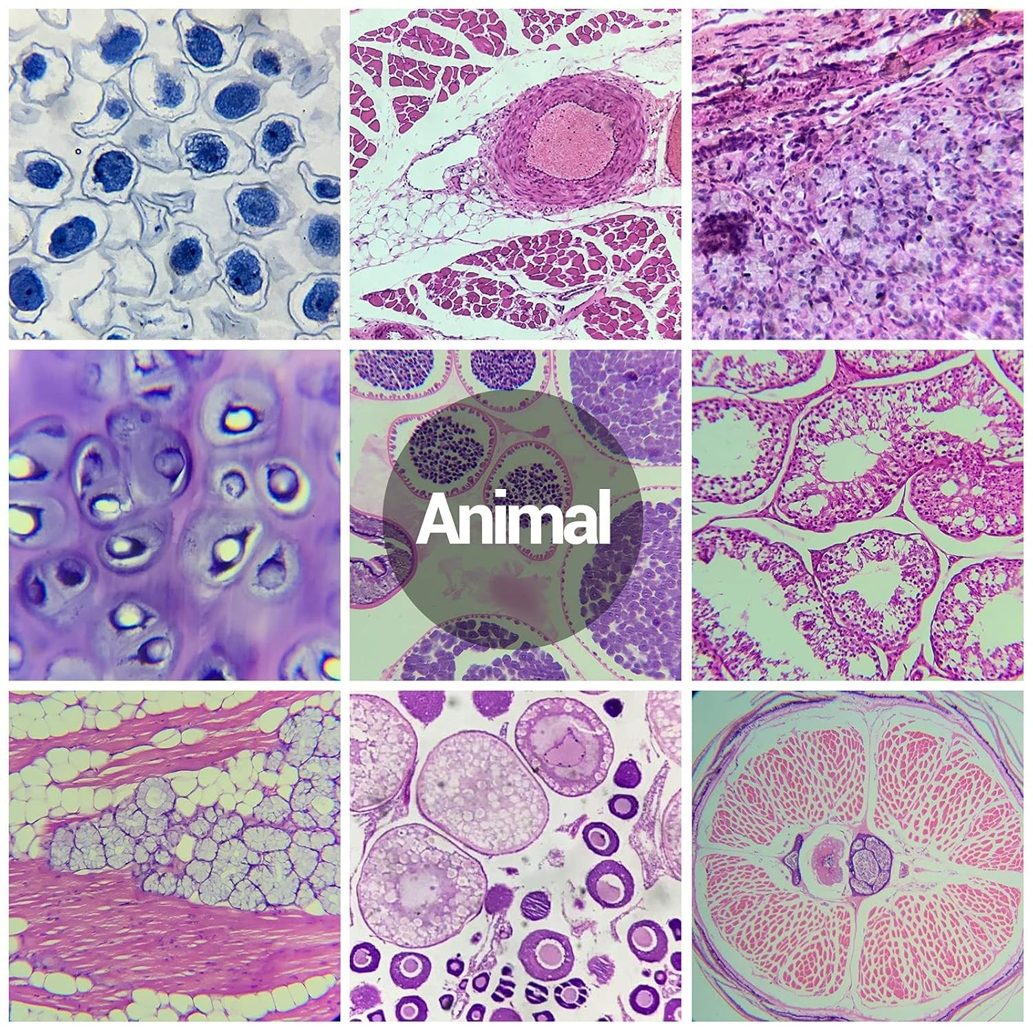 Educational Microscope Slides Kit with 30 Prepared Specimens for Beginners