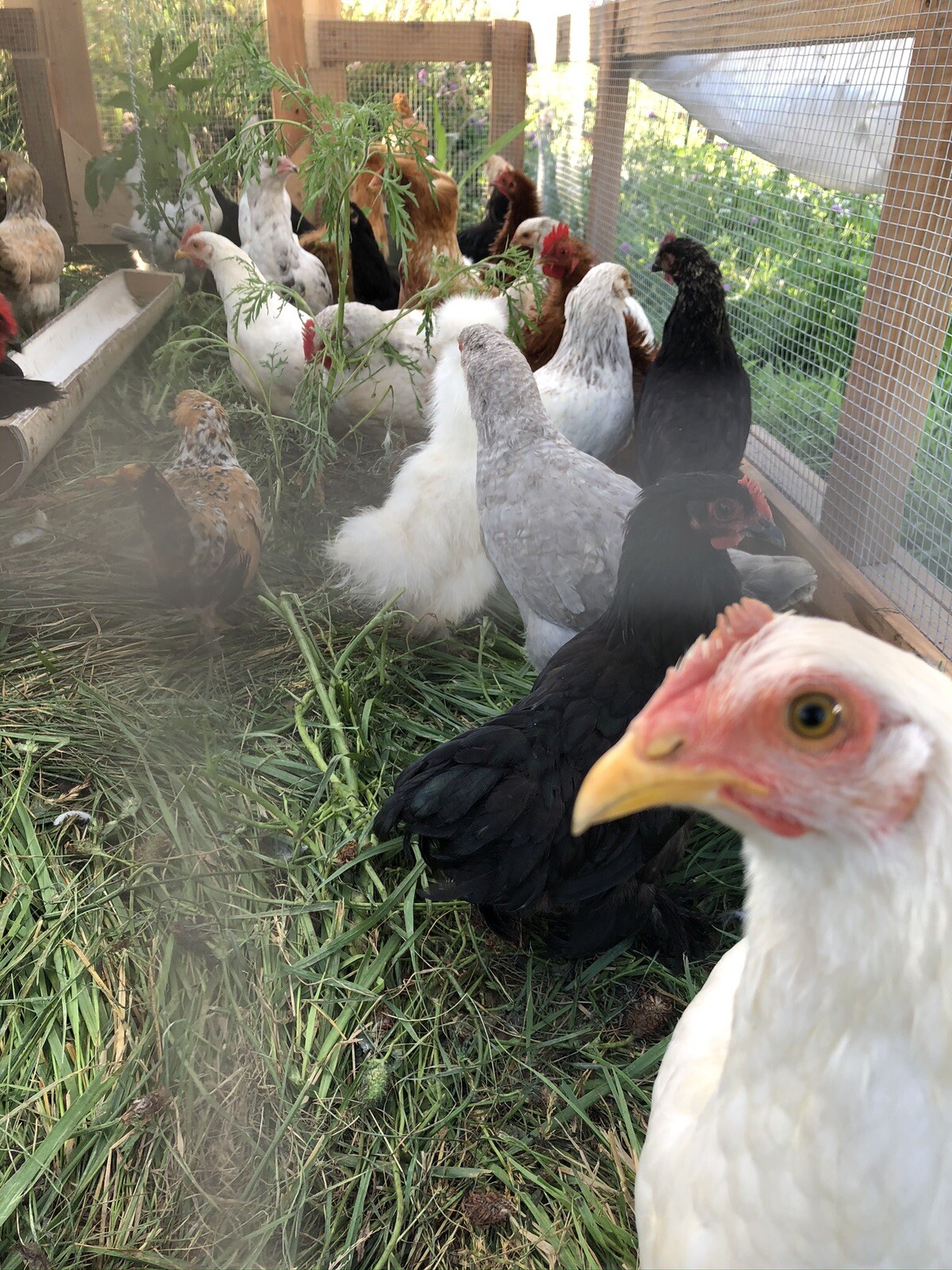 Hatching Eggs OLIVE 6+ extras EE Marans Olive / Mint / Sage / Green Rainbow