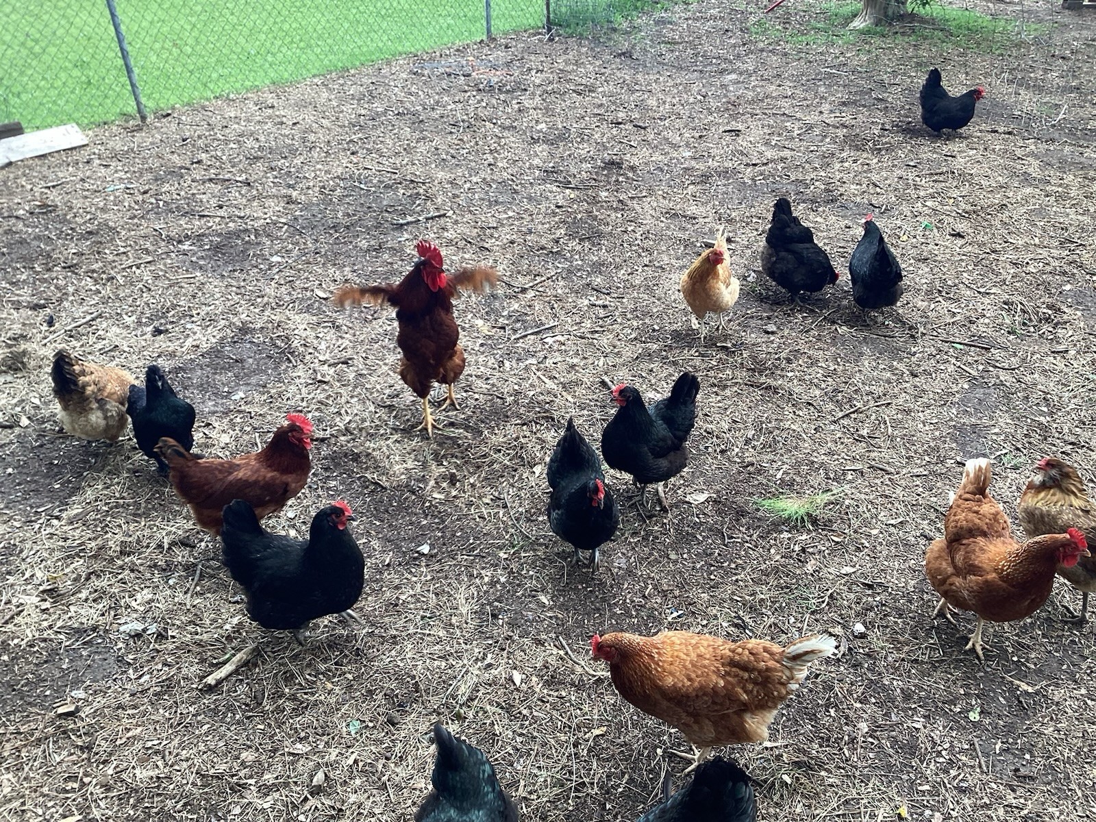 12+1 Backyard Mixed Chicken Hatching Eggs Mixed Breeds