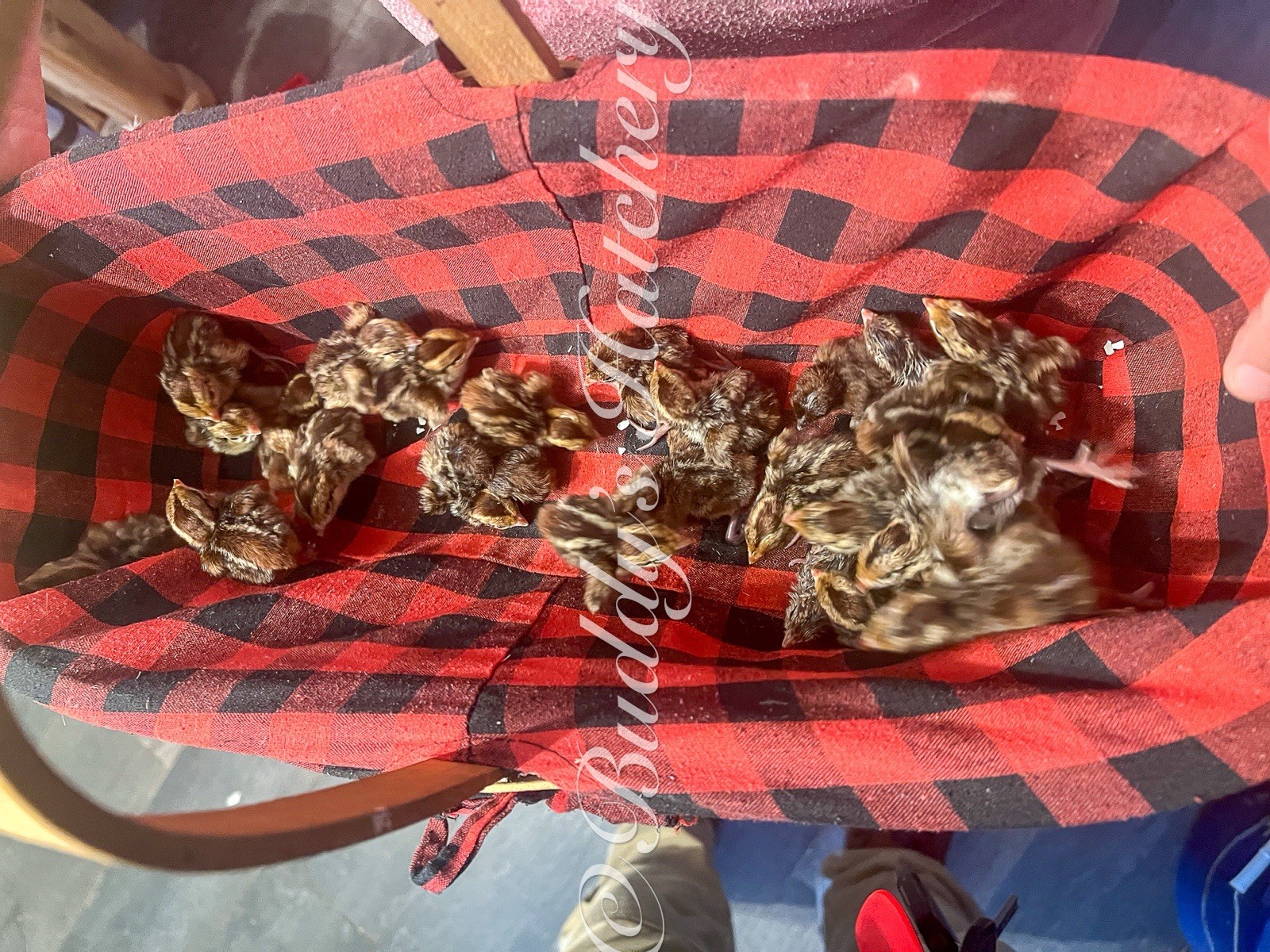 180 Tennessee Red Bob White Quail Hatching Eggs 15doz