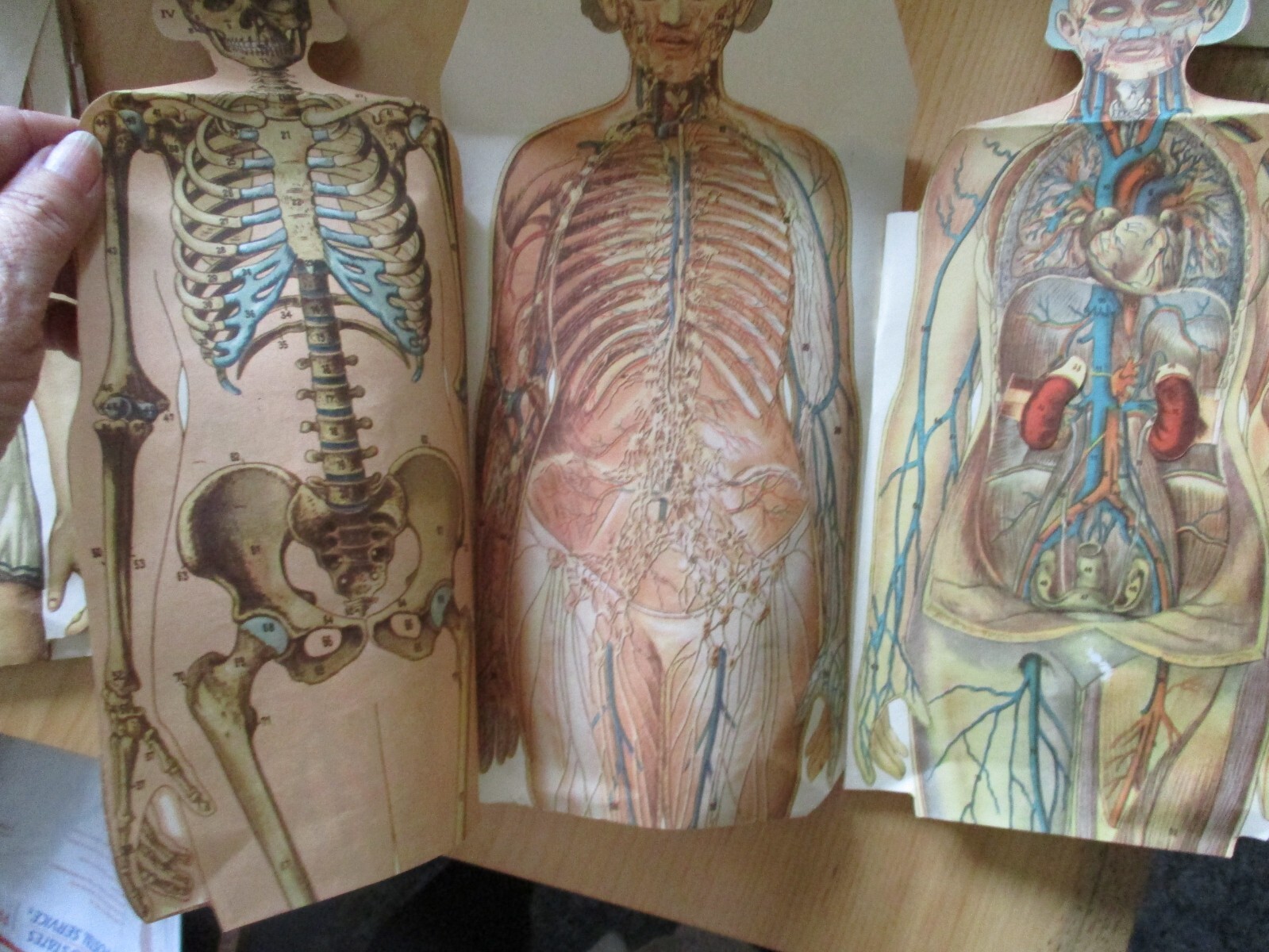 Vintage Anatomical Sectional Models Flip Charts Mankins