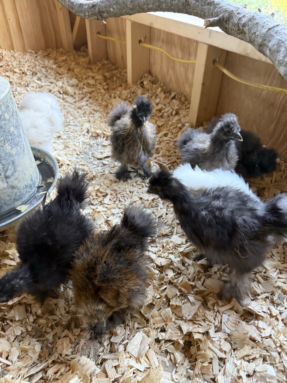 6 Silkie Hatching Eggs – Bearded, Fluffy, Show Quality Mix – Assorted Color