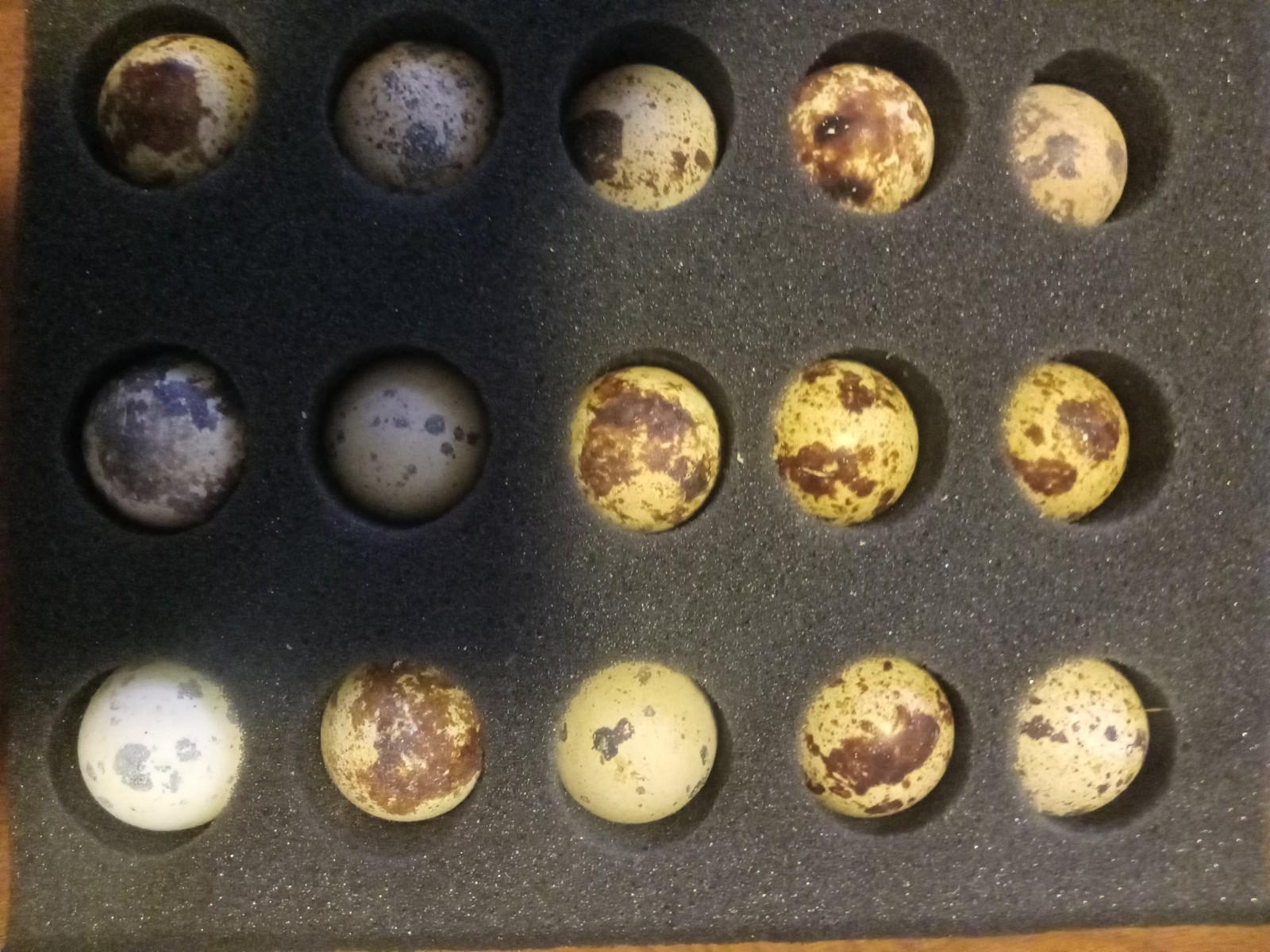 24 Falb Fee Coturnix Quail Hatching Eggs