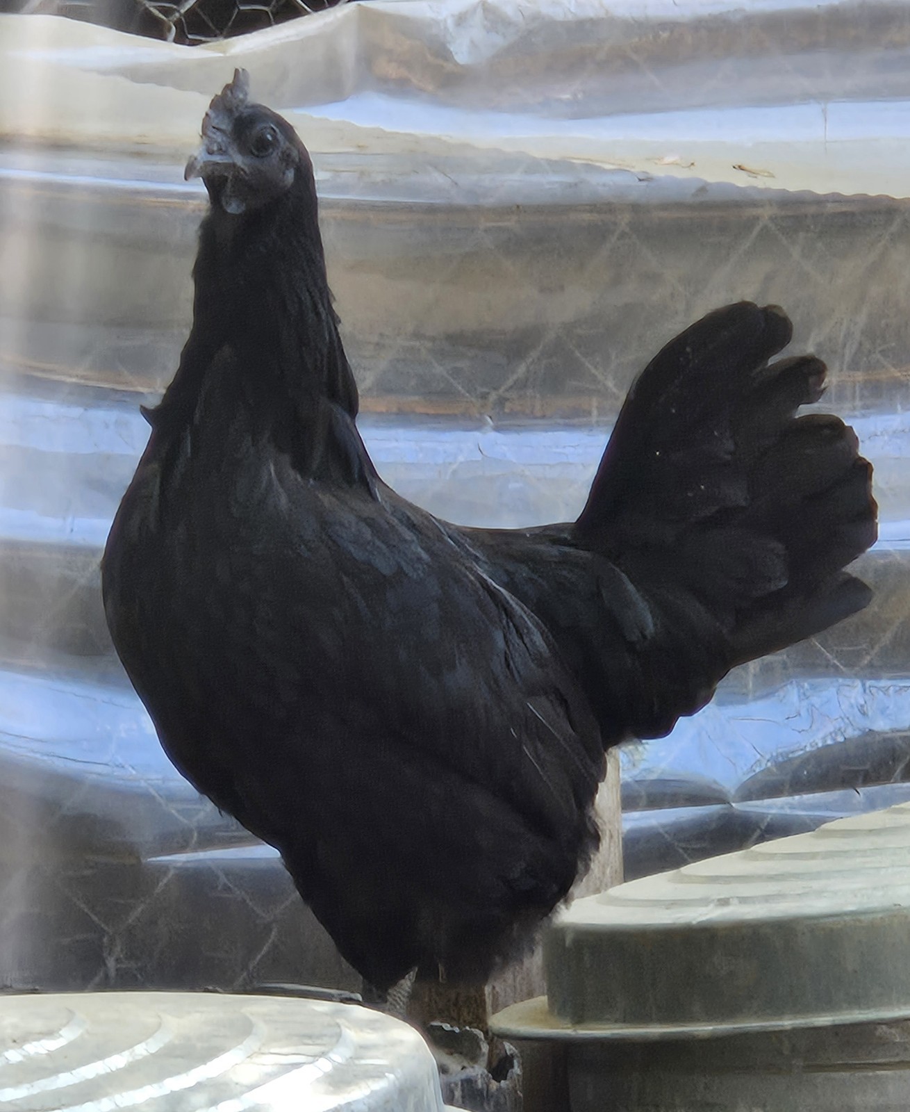 10+ Ayam Cemani Hatching Eggs Extras Included Fresh- Shipped Day of or Day Laid.