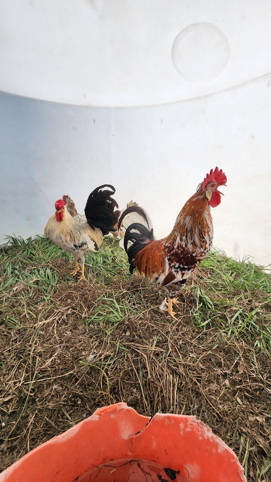 12+ Barnyard Mix Fresh Fertile Hatching Eggs FREE RANGE