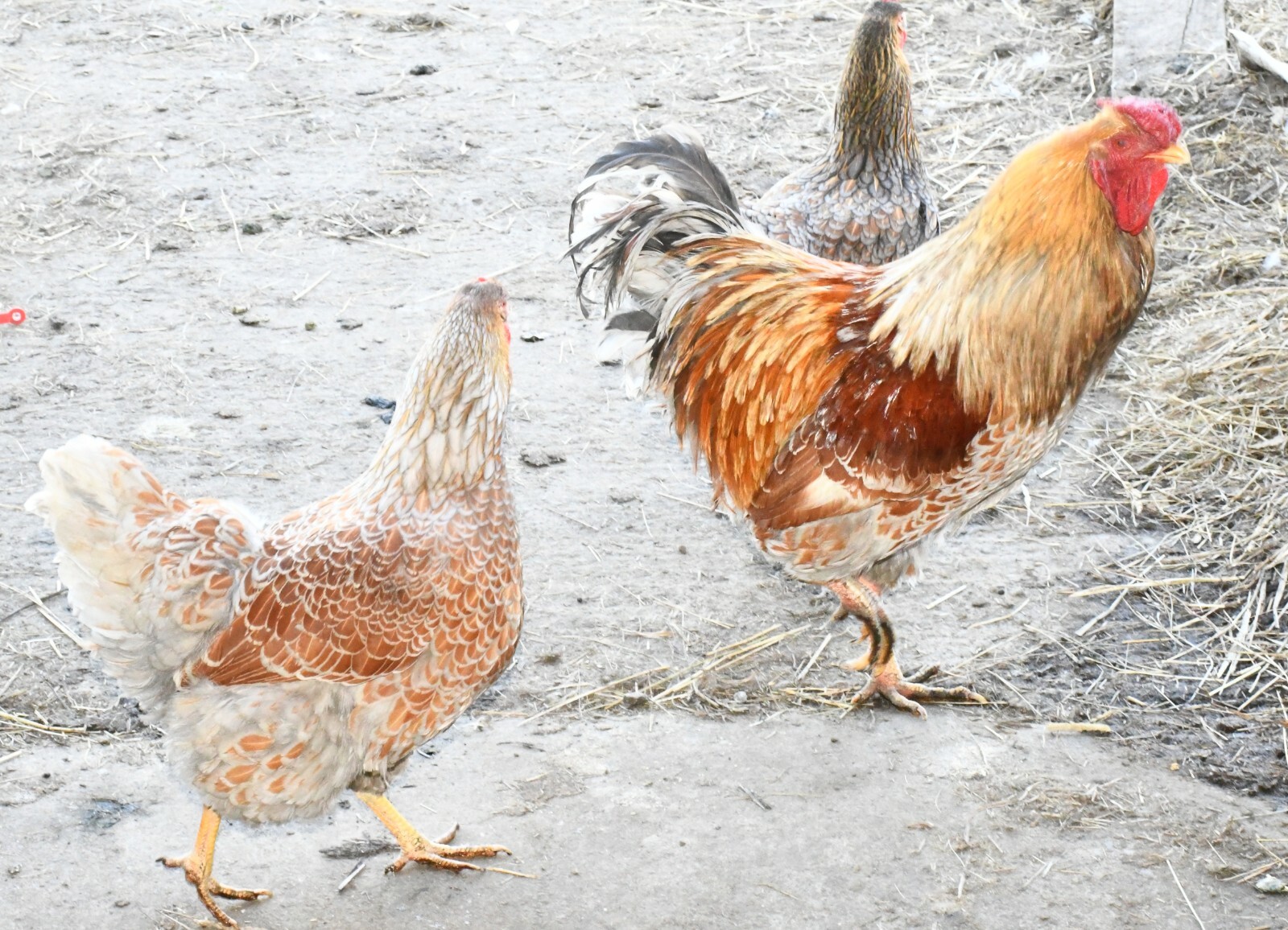 10 Fertile Blue-laced Red Wyandotte eggs