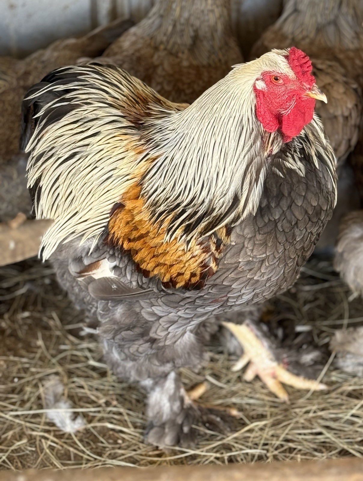 6+ Blue/Black/Splash SILVER/GOLD Partridge Brahma Hatching Eggs