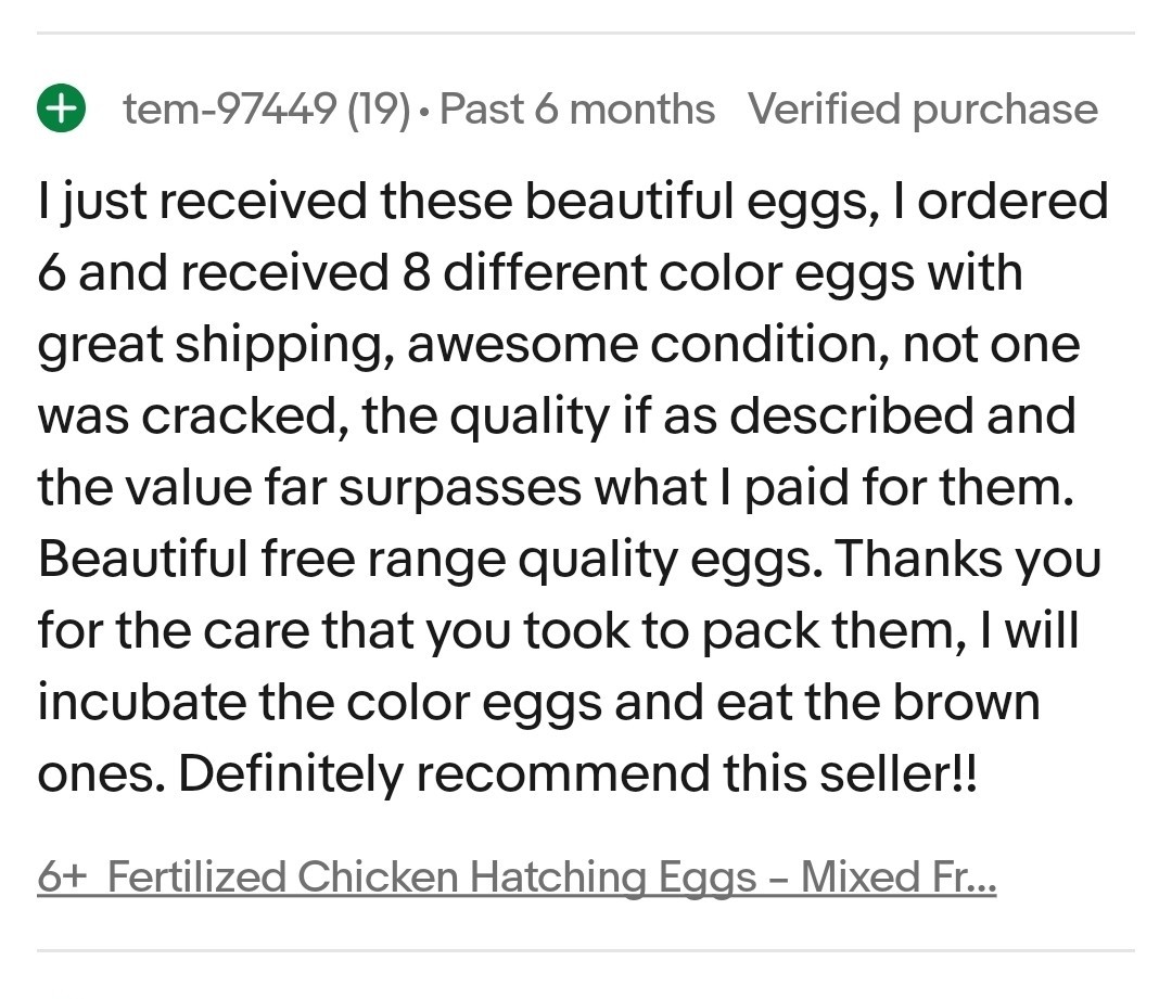 6+ Cayuga & Ancona fertilized duck eggs