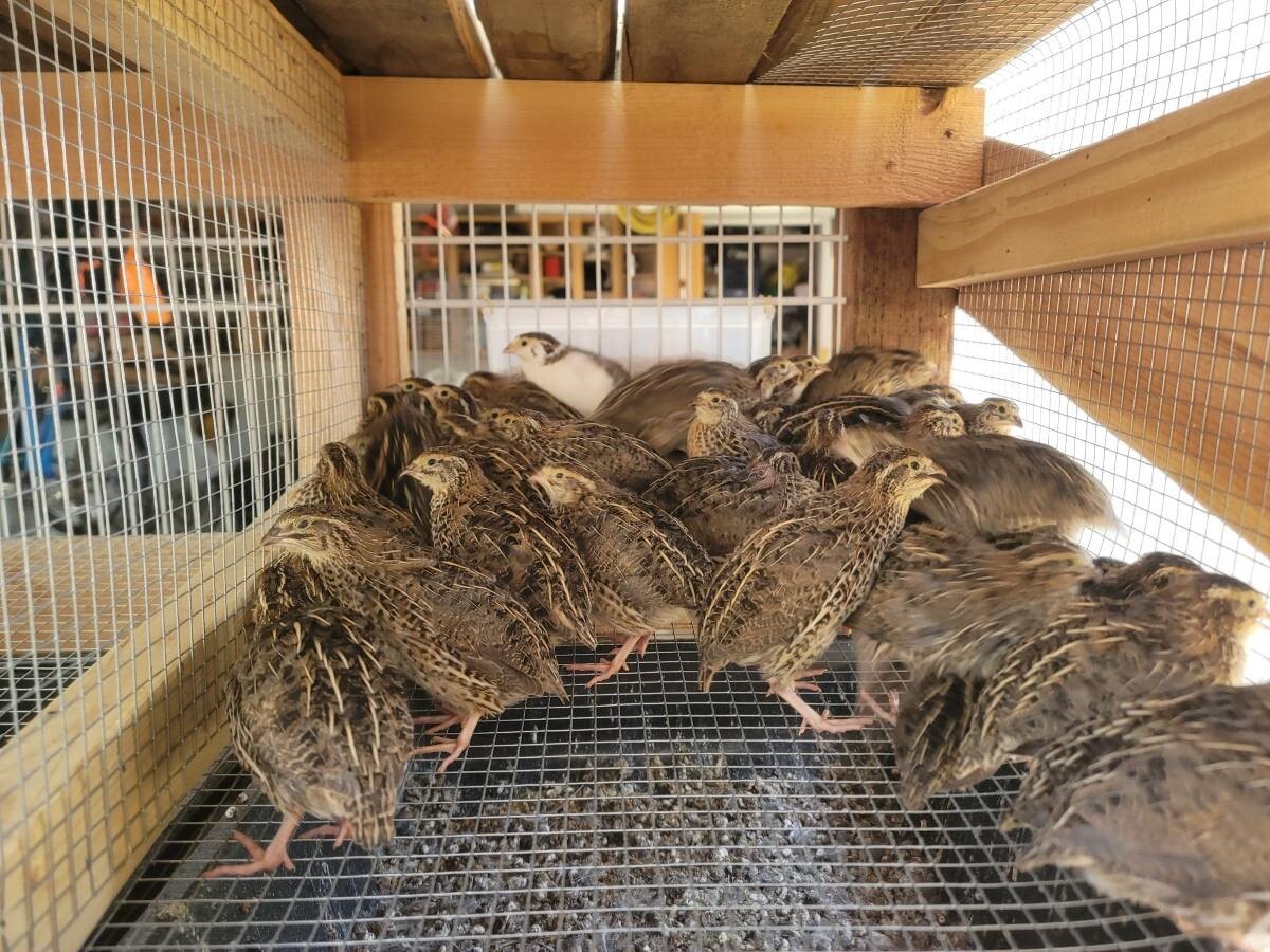 24 Fertile Coturnix Quail Hatching Eggs