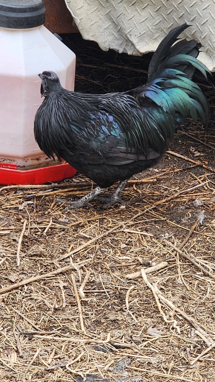 12+ Barnyard Mix Fresh Fertile Hatching Eggs FREE RANGE