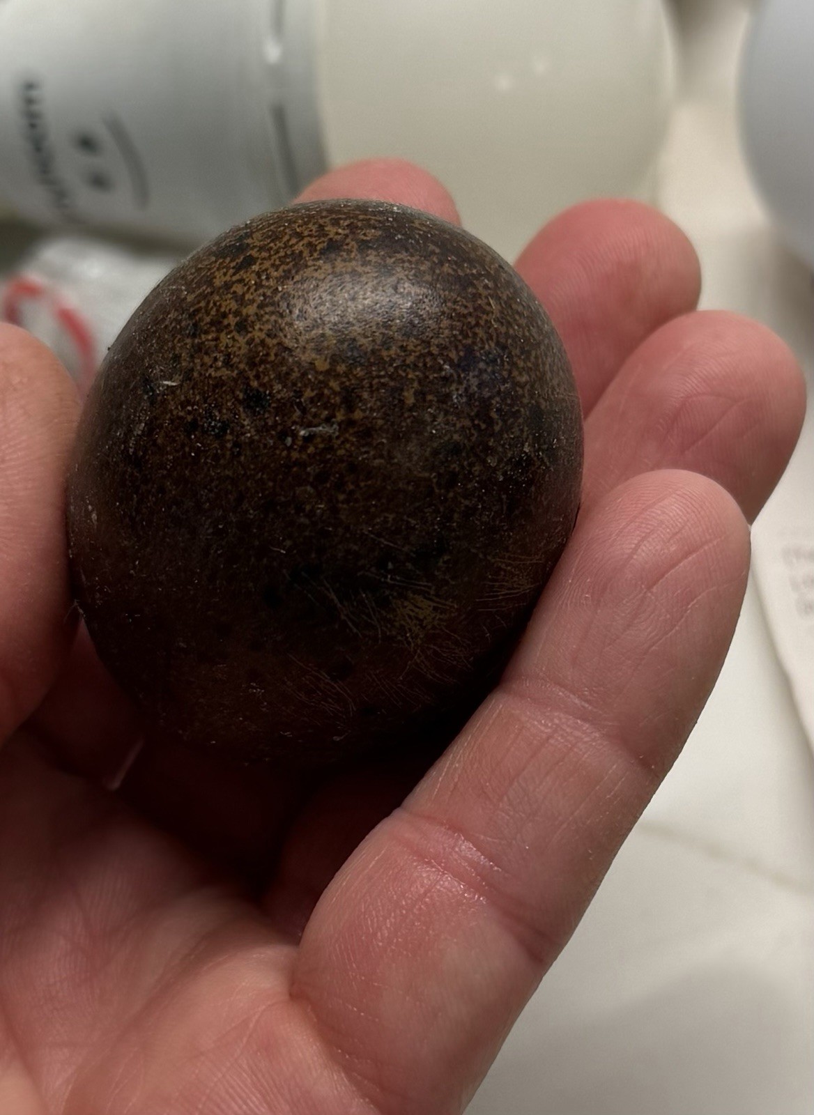 6 DARK Marans Chicken Hatching Eggs