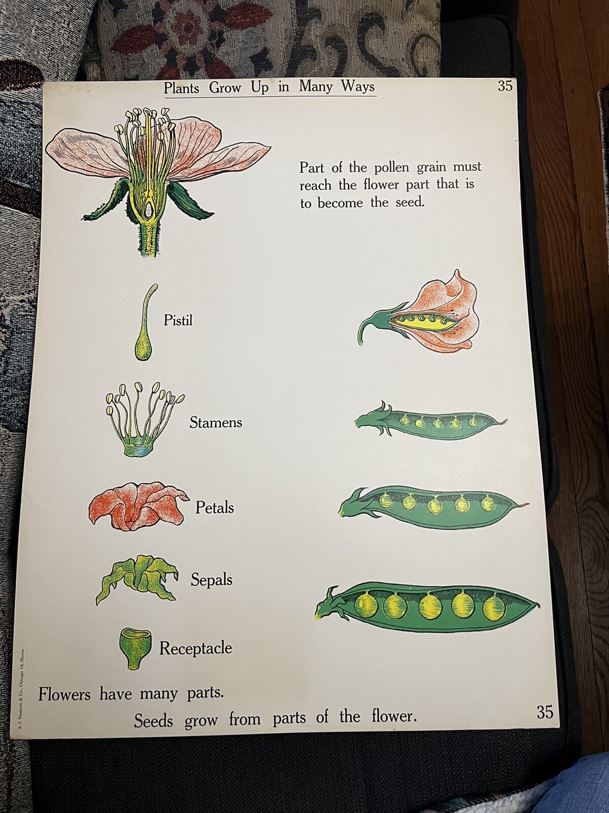 VINTAGE A.J. Nystrom Elementary science chart Plant growth chart 24 x18.5