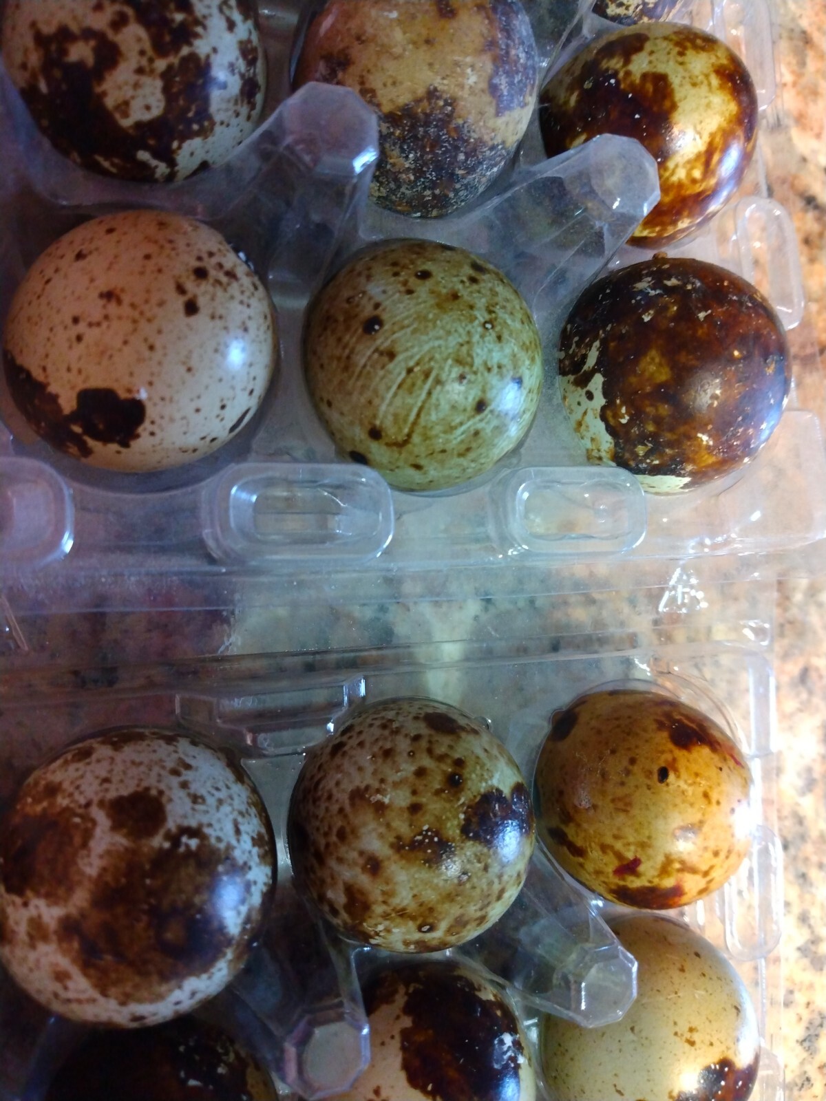 JULY SPECIAL! 12 TOTAL Rare Pearl Quail Hatching Eggs Coturnix