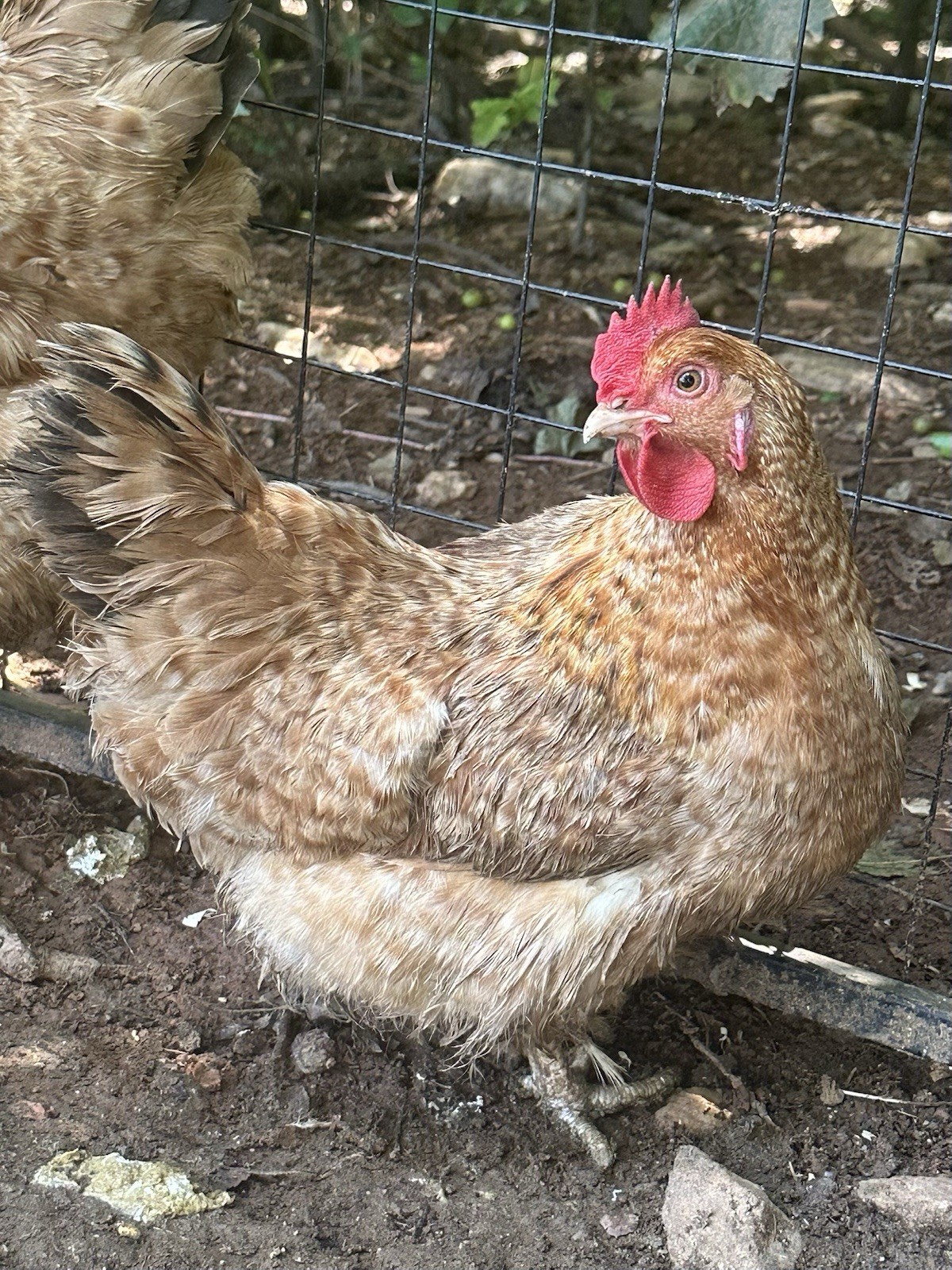 6+ Purebred Lemon Cuckoo Neiderrheiner Fresh Fertile Hatching Eggs
