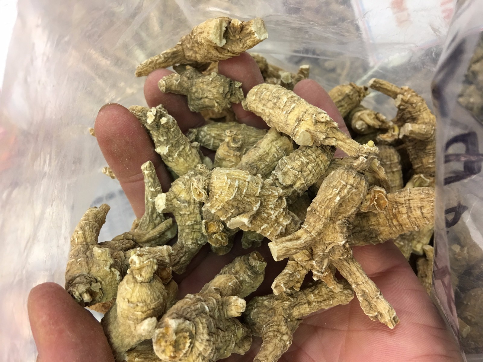Half Wild American Wisconsin 7 years Ginseng 正宗美国威州半野生花旗参(7年小泡参)-U.S Seller