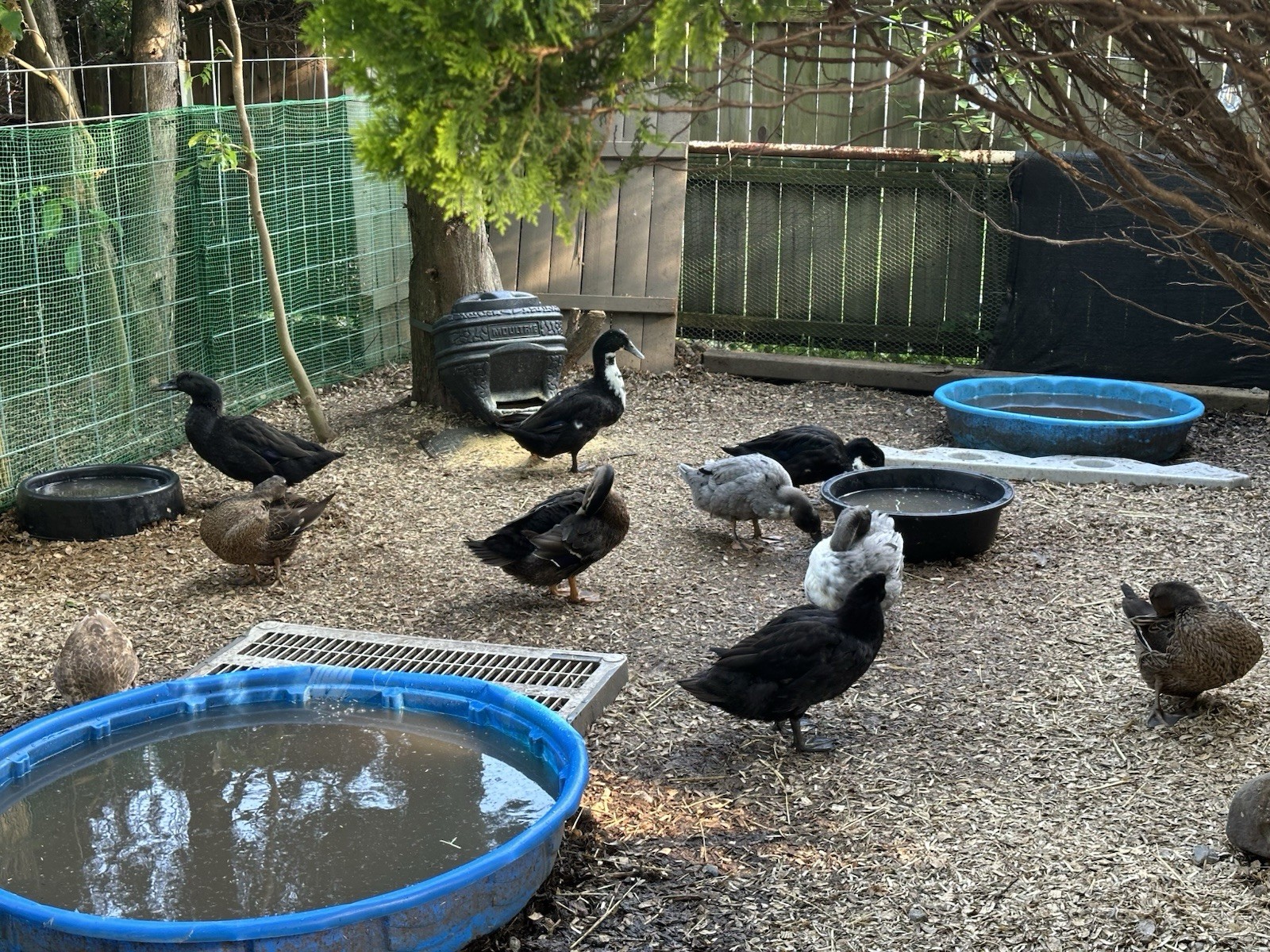 6 DUCK EGGS - WILL SHIP SAME DAY THEY ARE LAID