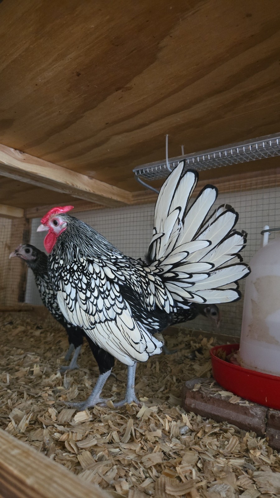 Silver Sebright Hatching Eggs (6) NPIP Certified Farm