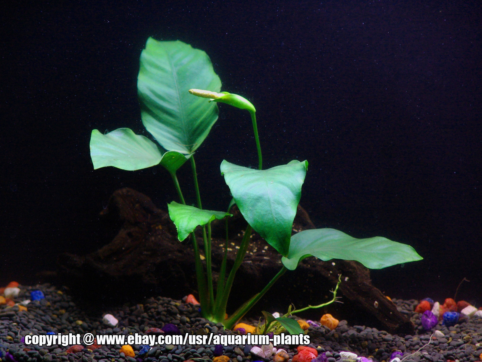 Anubias Barteri Nana - Beginner Fresh Water Aquarium Tropical Plant