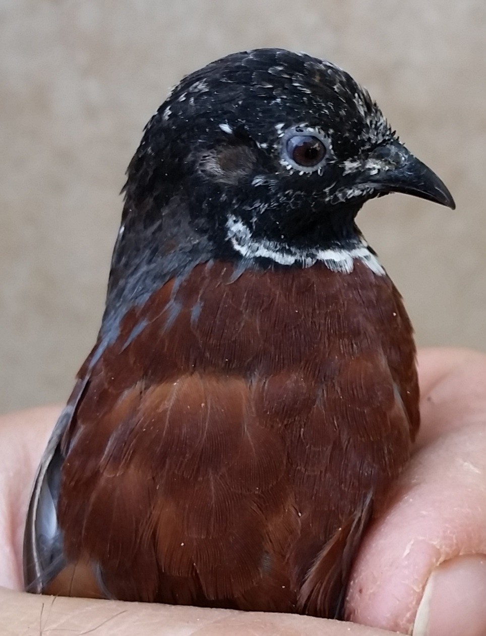 12 Button Quail Hatching Eggs
