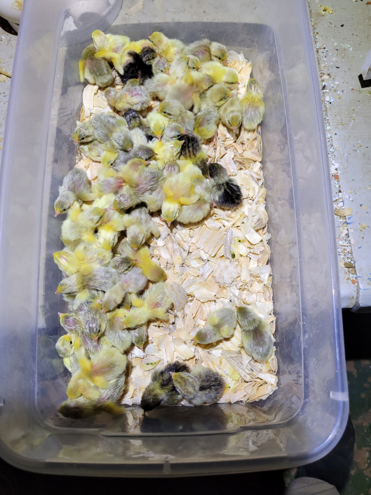 12 Button Quail Hatching Eggs