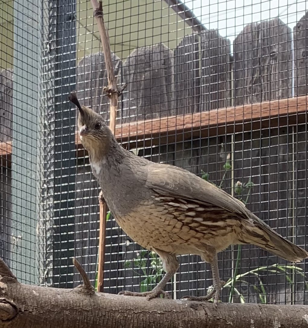 12+ Gambels Quail Hatching Eggs