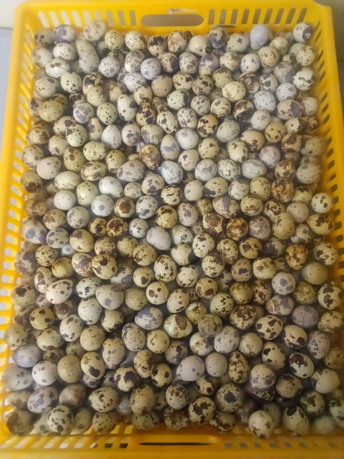 100+  brown coturnix quail hatching eggs standard size, shipped UPS 2ND DAY AIR