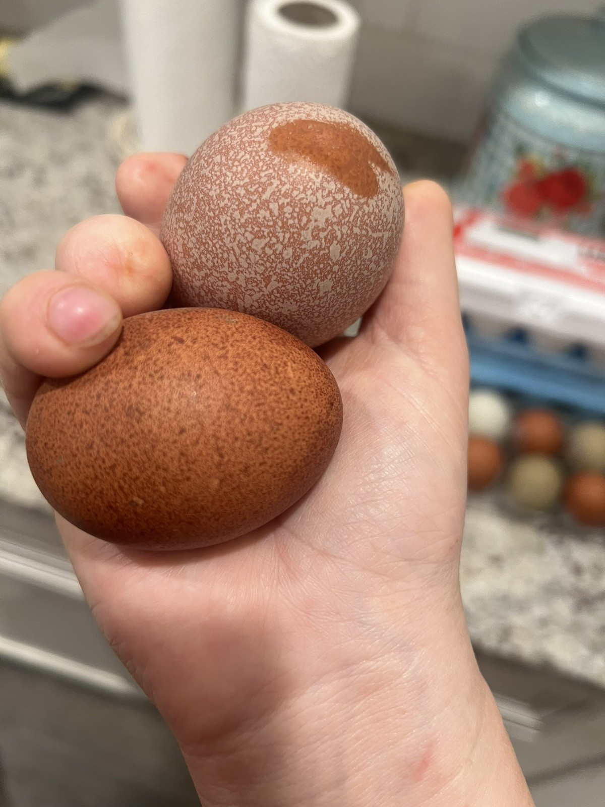Speckled Galaxy Hatching EGGS Welsummers, Marans, Backcrossed Olive Eggers ✨🐣