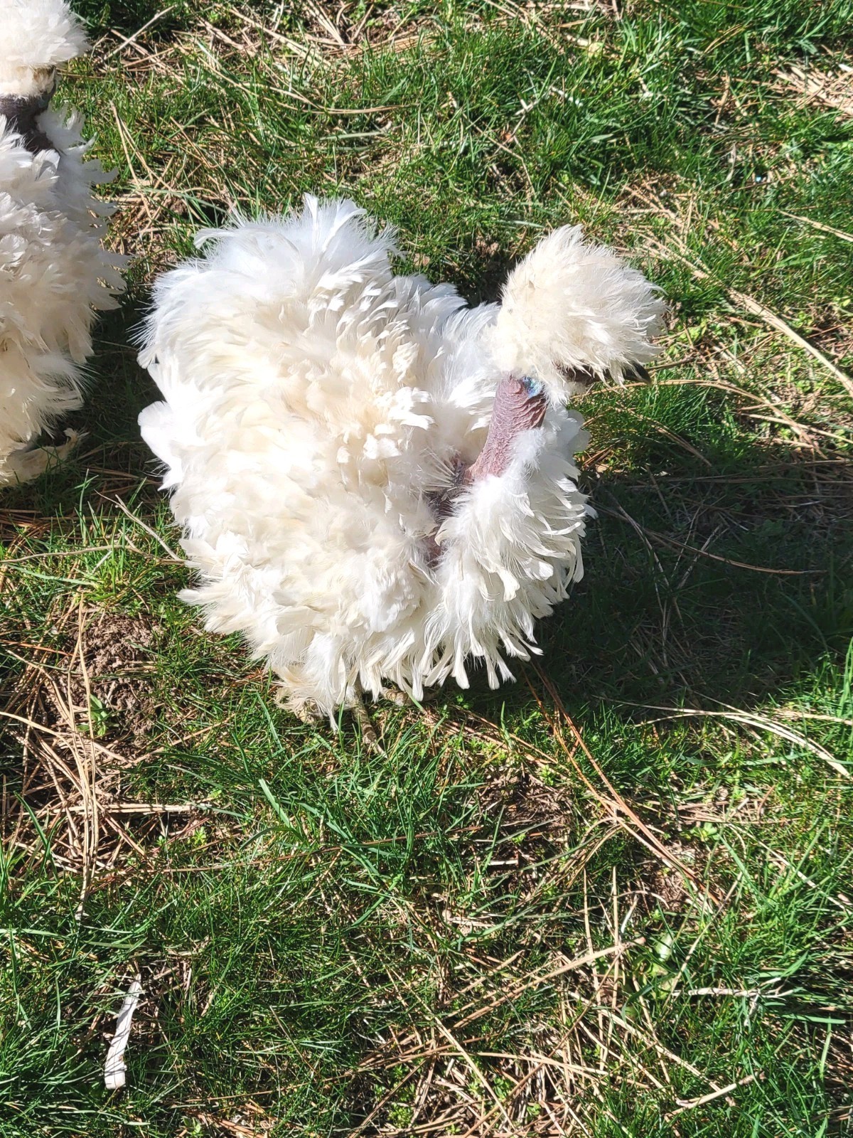 10+ BEAUTIFUL Silkie Hatching Eggs . Show Quality!