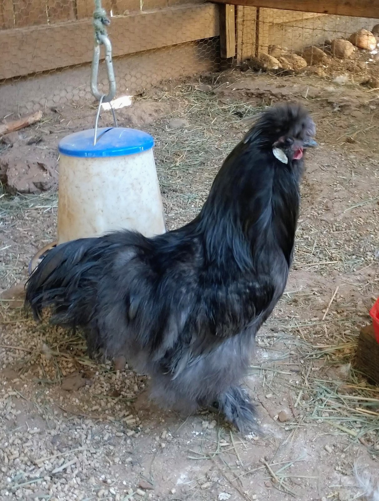 6 Fancy & Rare Breed Chicken Hatching Eggs