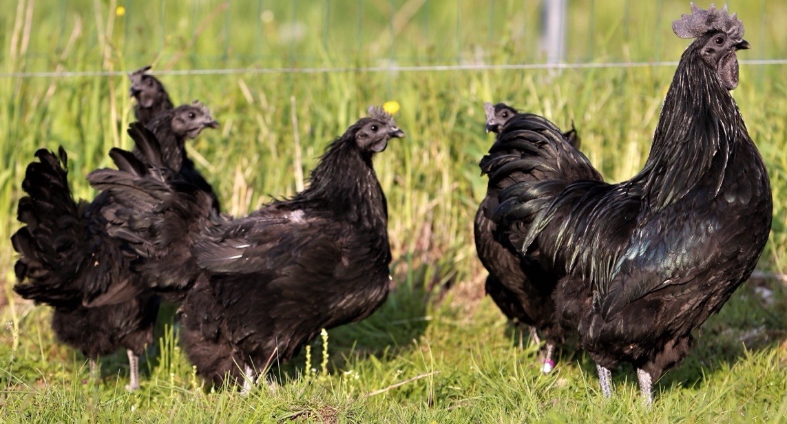 10++ NPIP Ayam Cemani Hatching Eggs - Read Description