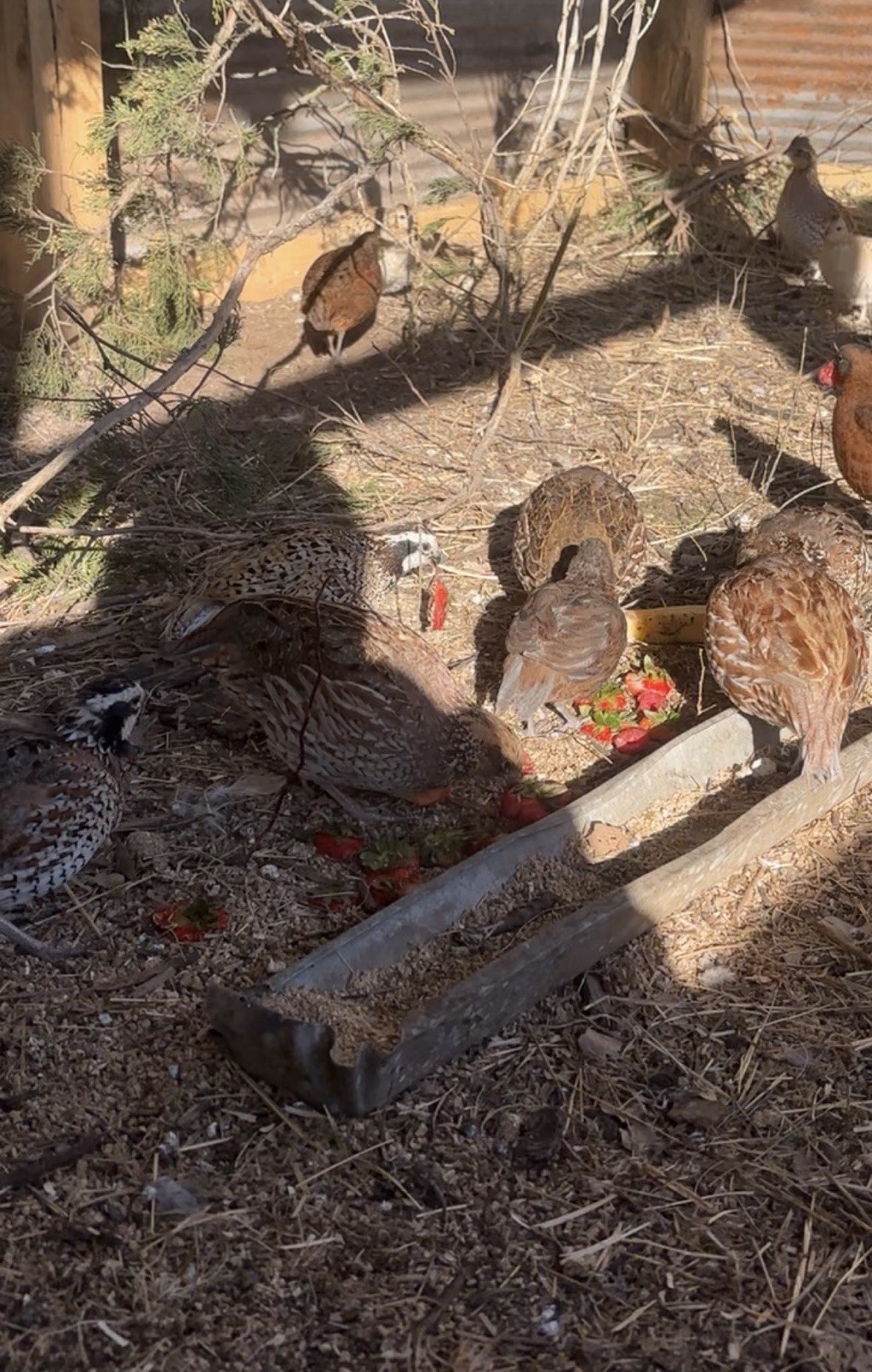 24+ Mixed Bobwhite Hatching Eggs