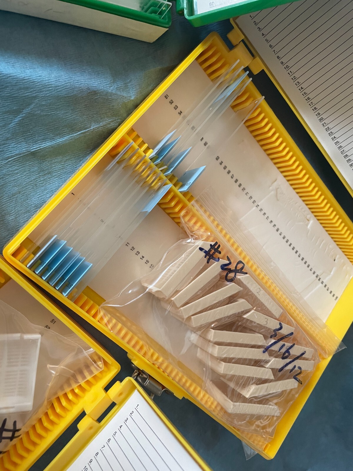 Four Microscope storage boxes with mouse tissues slides, 10,11,12,13