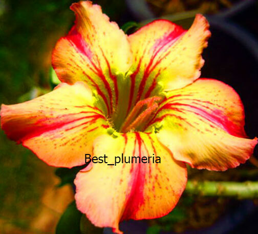 New! Adenium Obesum " Golden_Vanila "  Fresh&Viable 100 Seeds