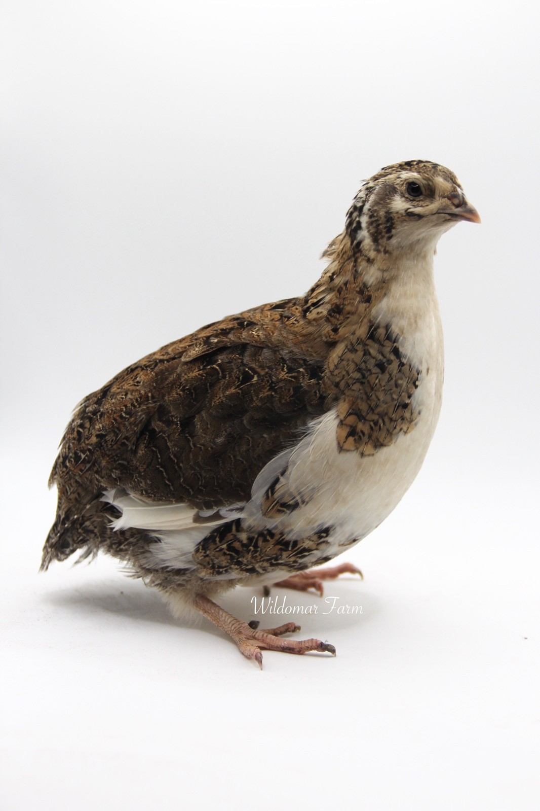 30+ Coturnix Quail Hatching Eggs