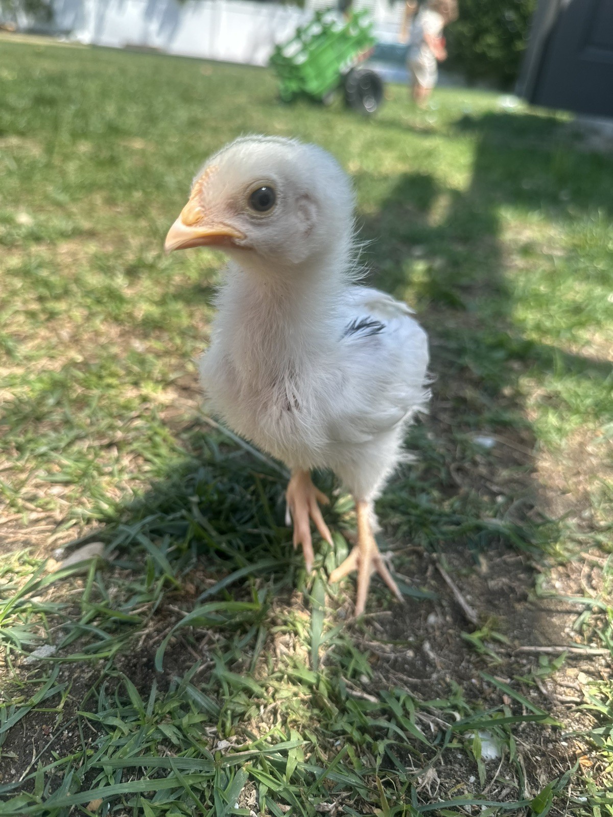 6+ Easter Egger Hatching Eggs Great For Rainbow Baskets!
