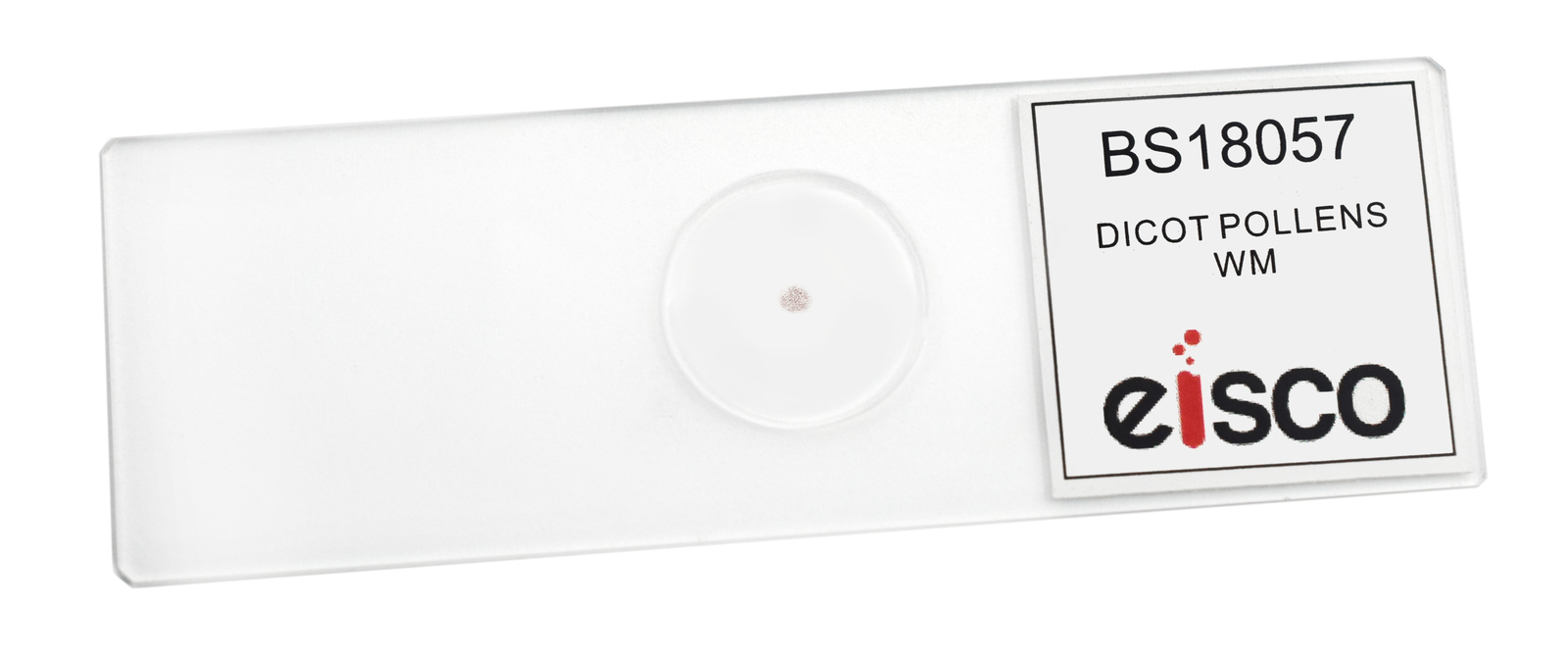 Dicot Pollens - Prepared Microscope Slide - 75x25mm - Eisco Labs