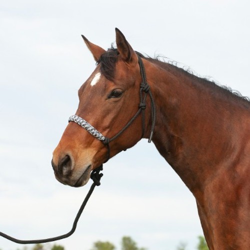 Braided Nylon Rope Halter with 8' Lead Rope