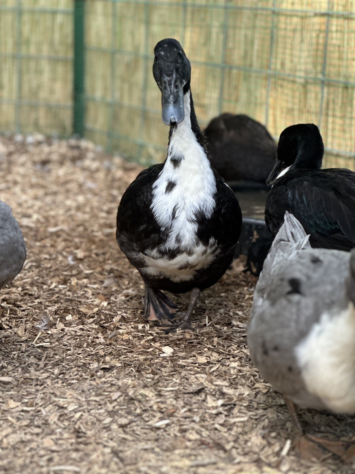 4 BLACK SWEDISH DUCK EGGS- WILL SHIP SAME DAY LAID