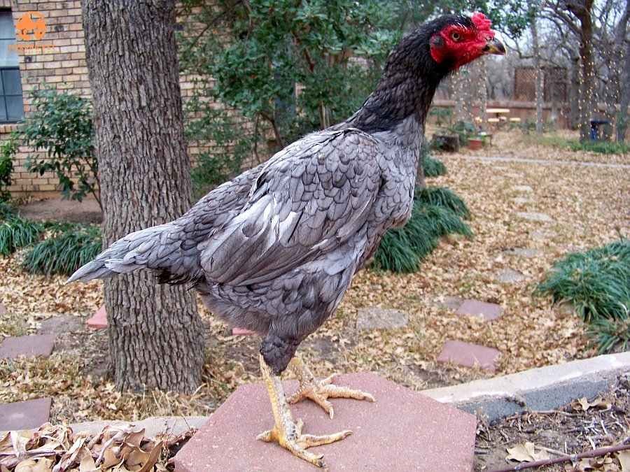 4+1 GANOI hatching EGGS