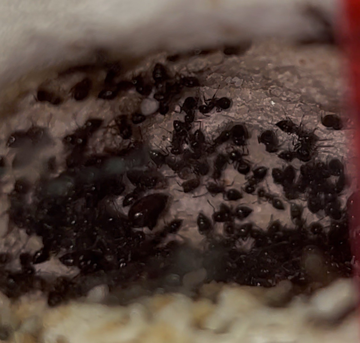 Formicarium