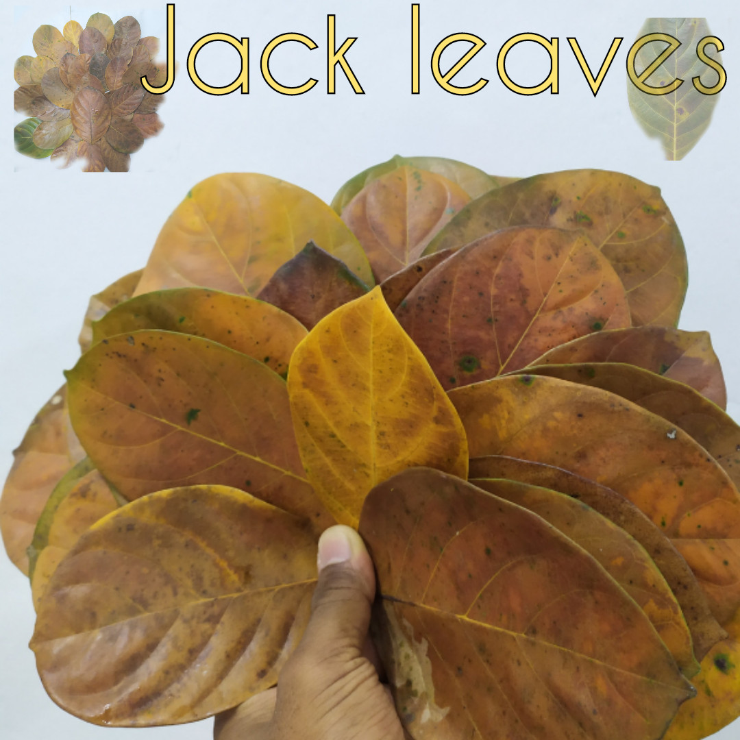 100 Pcs Dried Jak Leaves Shrimp Ceylon Natural Organic