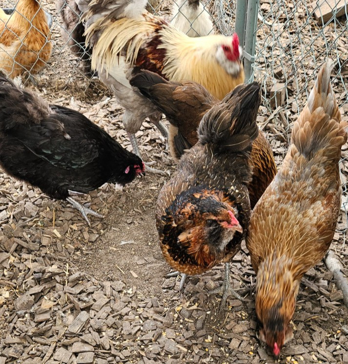 12 Easter Egger hatching eggs