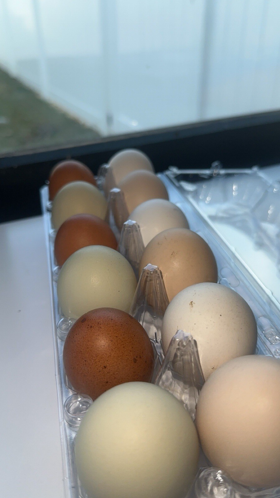 Easter Egger Hatching Eggs 12 Ct
