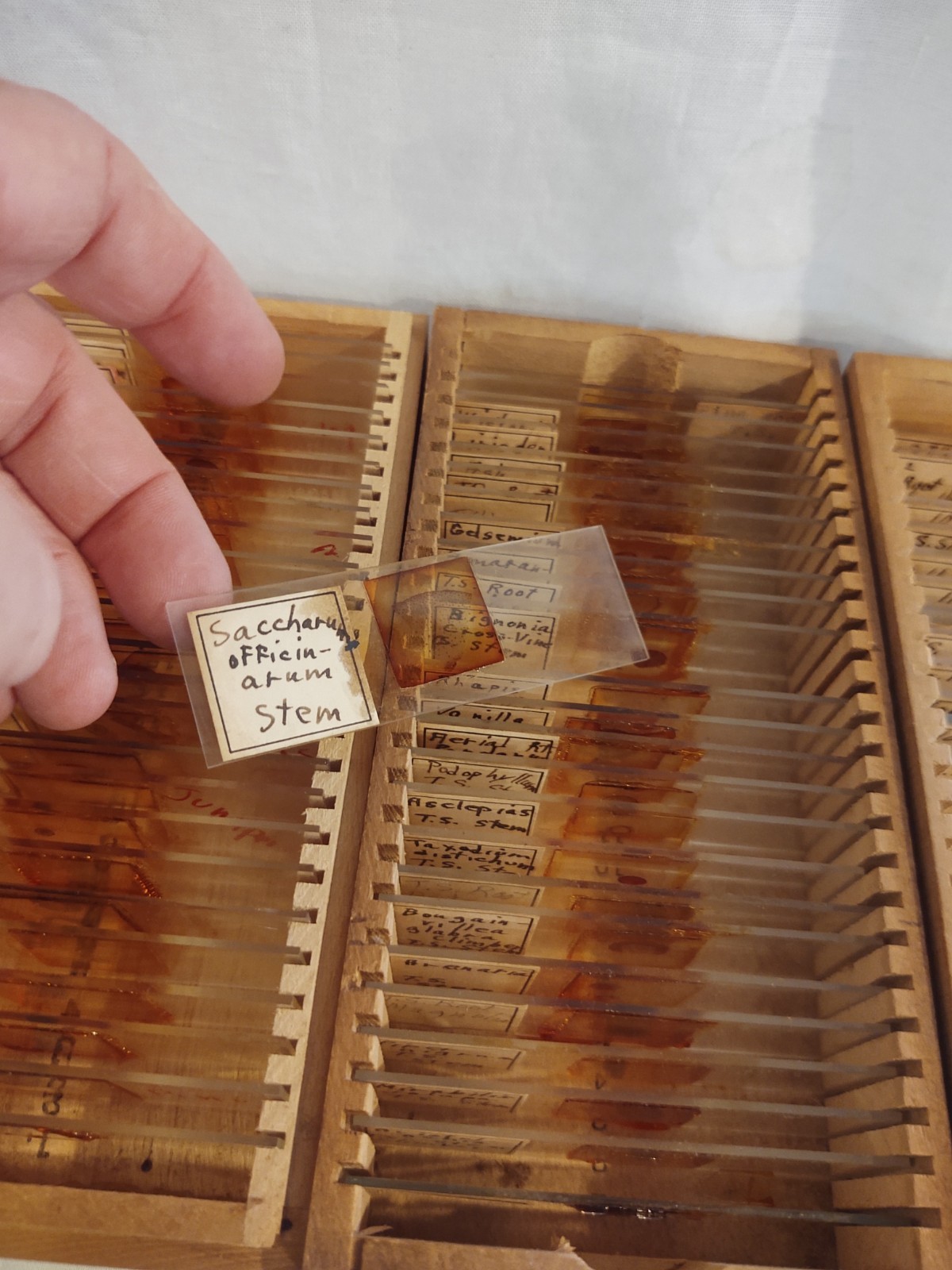 1890 Leitz Wetzlar Brass Microscope serial # 16882 & Slides Dr. Irwin Boeshore