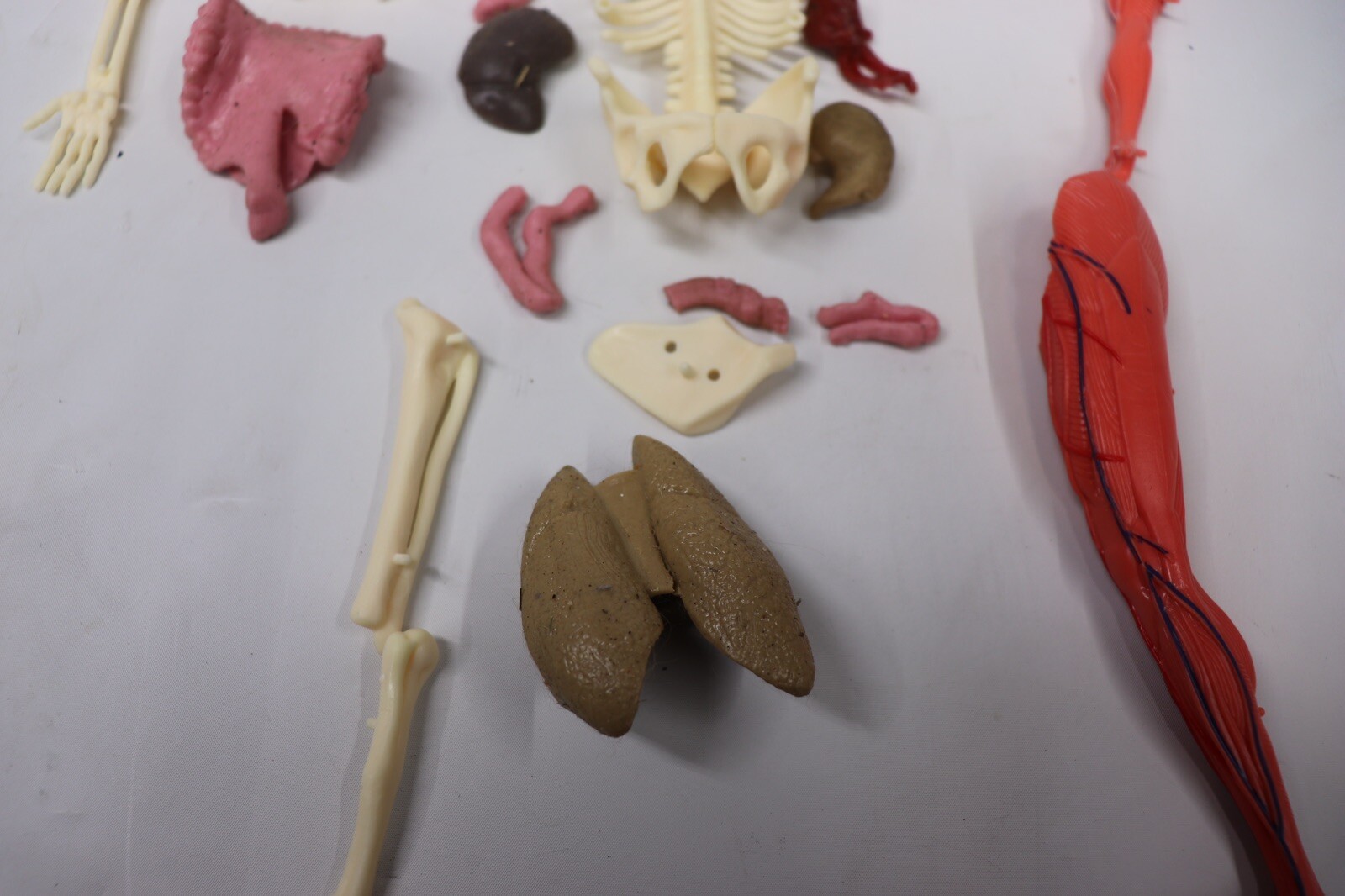 Human Body Educational Clear Plastic Anatomy Body 13" Tall Parts