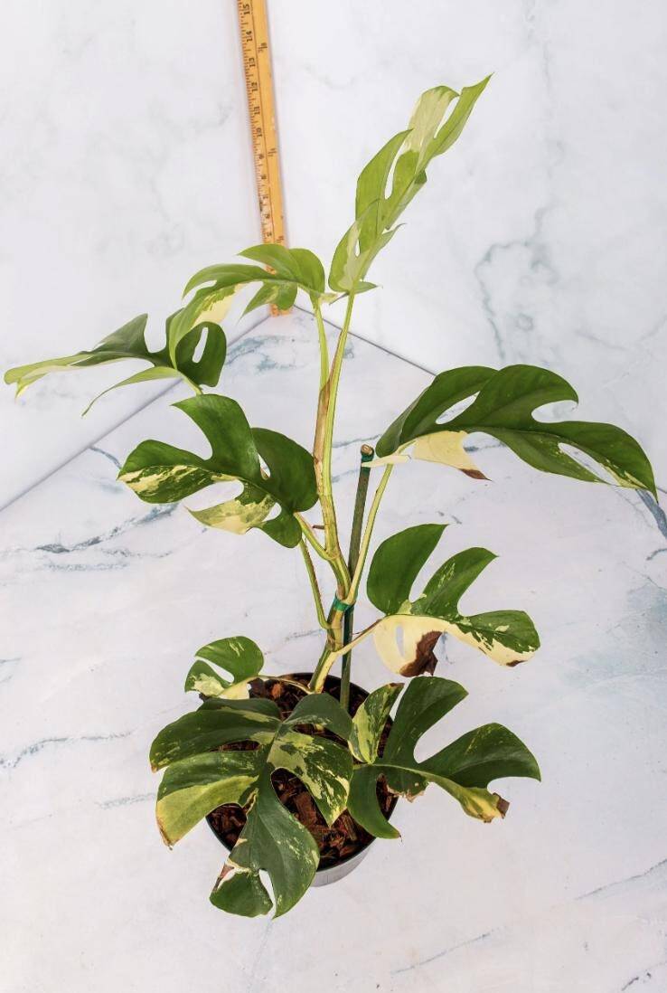 Variegated Rhaphidophora Tetrasperma Rooted Plants and Cuttings Albo Mini Monst